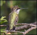 _3SB7672 rufous hummingbird female